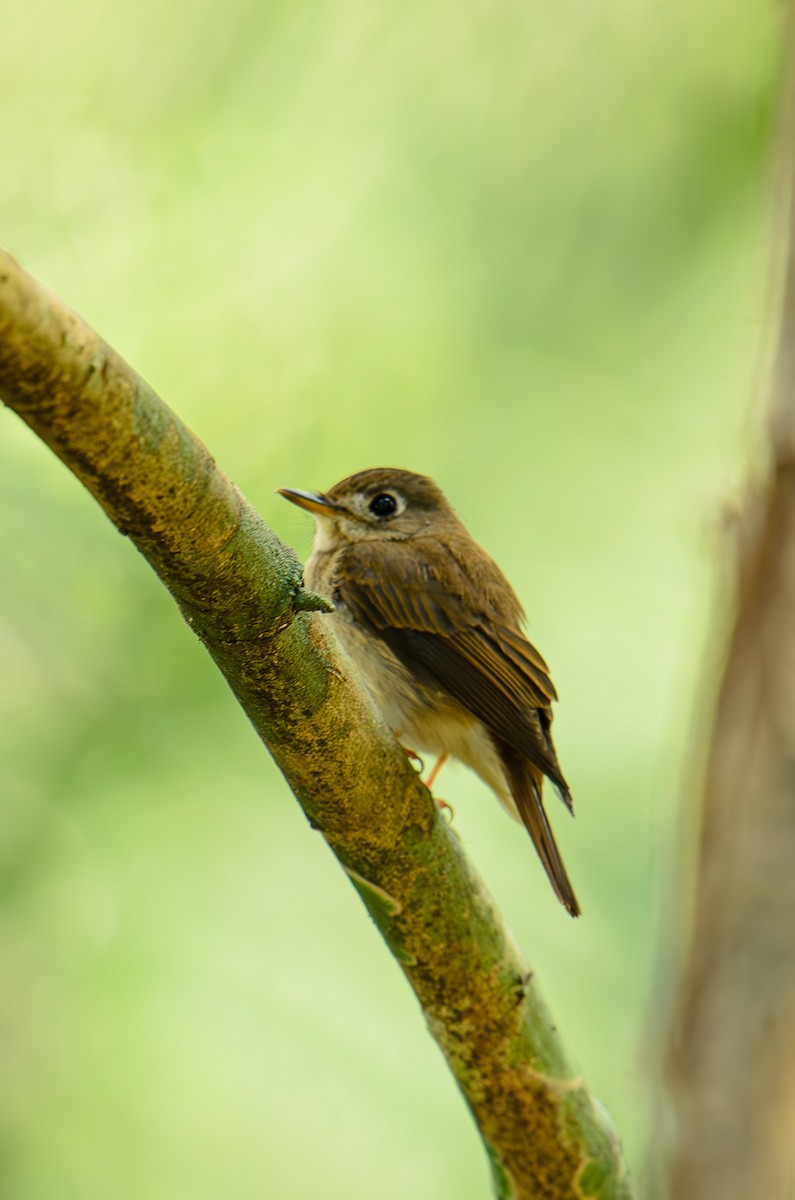 Brown-breasted Flycatcher - Sudhir Paul