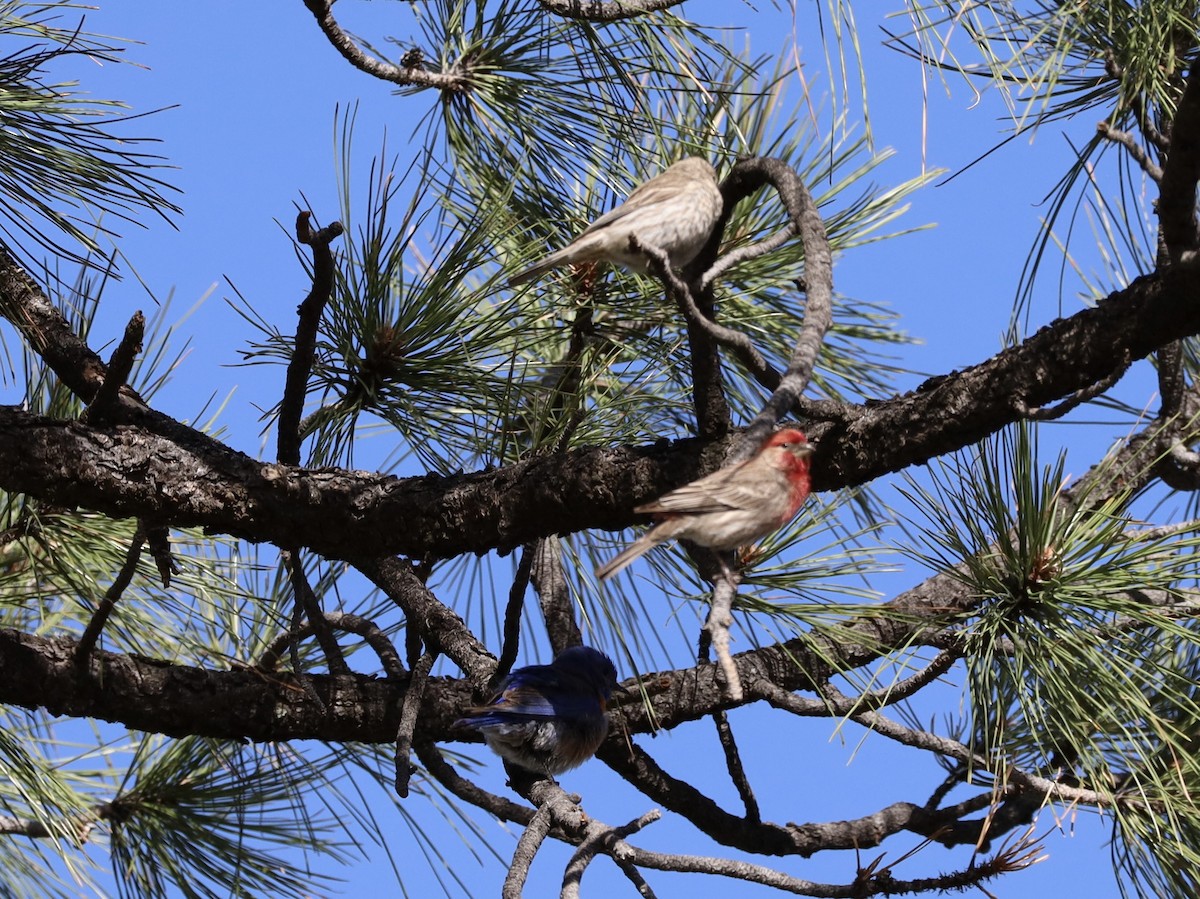 House Finch - Mohini Rawool-Sullivan