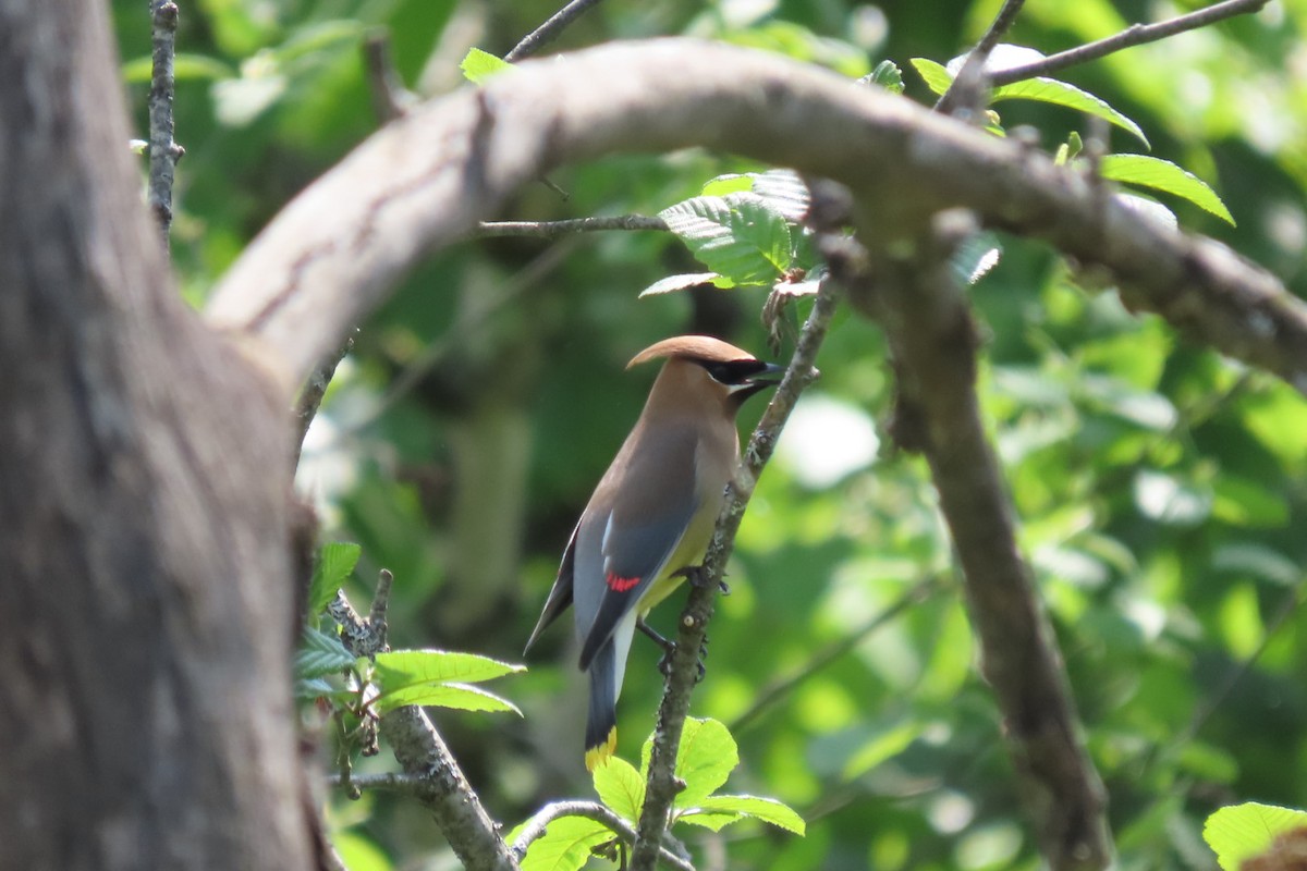 Cedar Waxwing - Rebecca Giroux