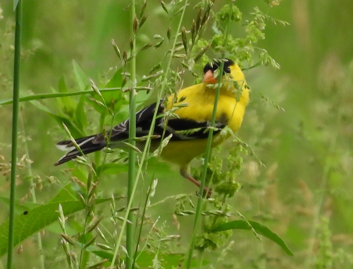 American Goldfinch - Fannie Courtier