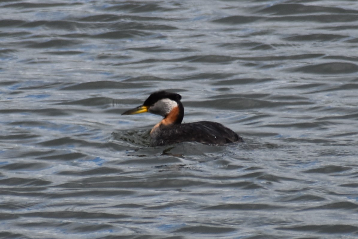 Red-necked Grebe - Kathy Major
