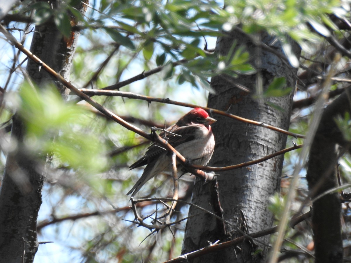 Cassin's Finch - Jordan Rowley