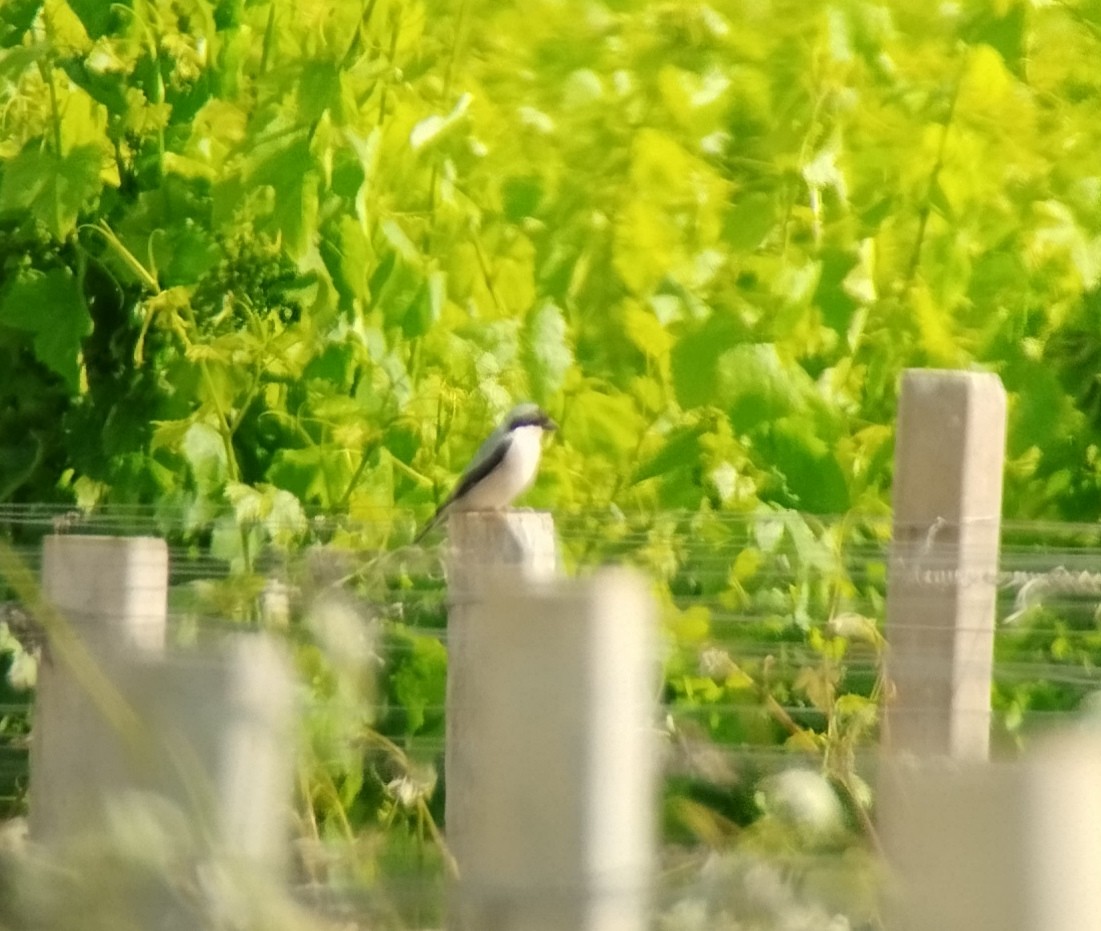 Lesser Gray Shrike - Daniel Bosch