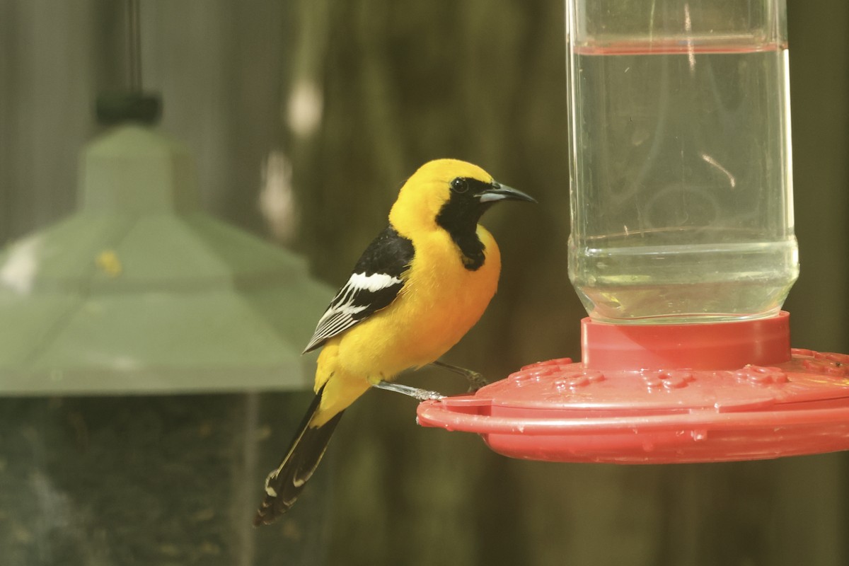 Hooded Oriole - Roger Woodruff