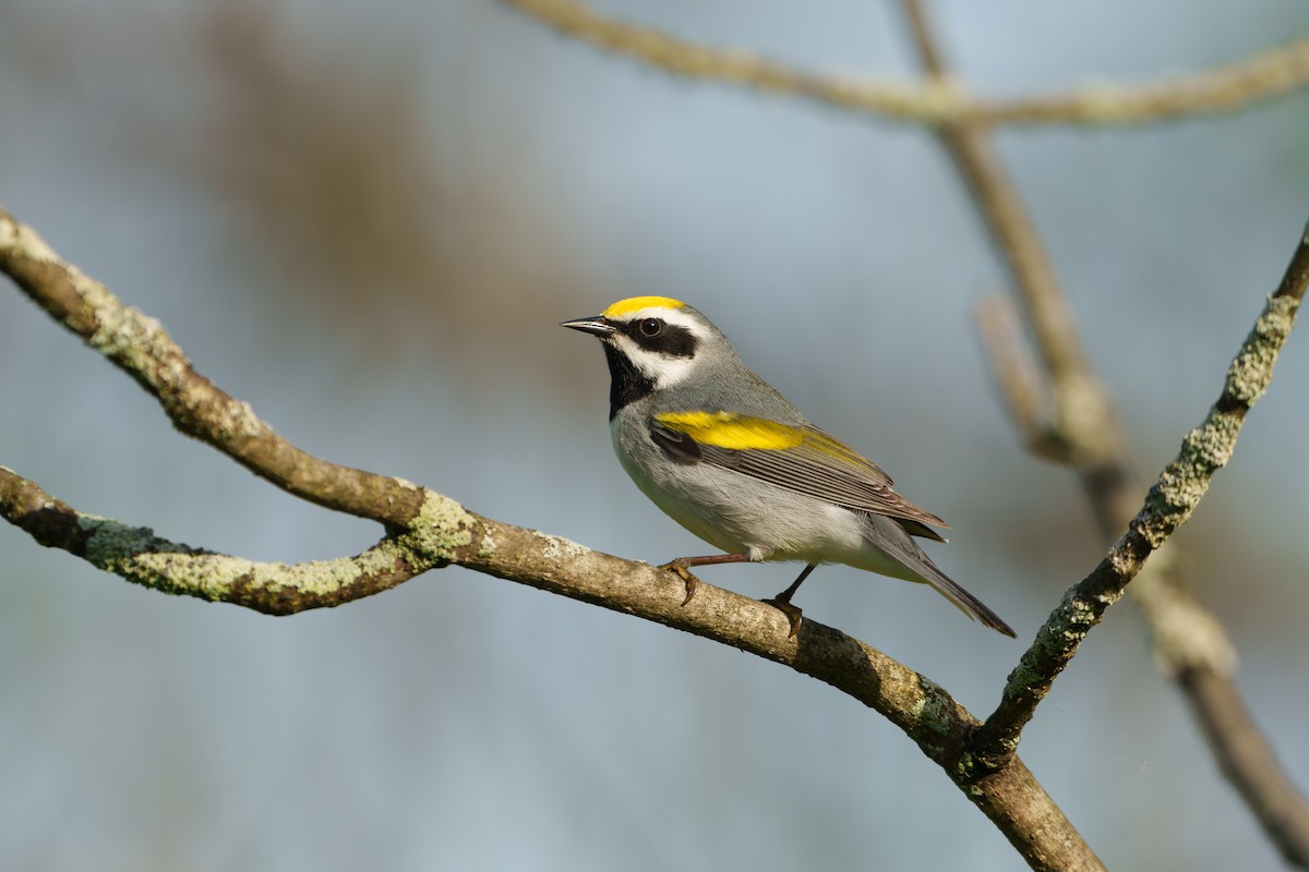 Golden-winged Warbler - Austin Groff