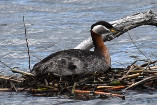 Red-necked Grebe - Kathy Major