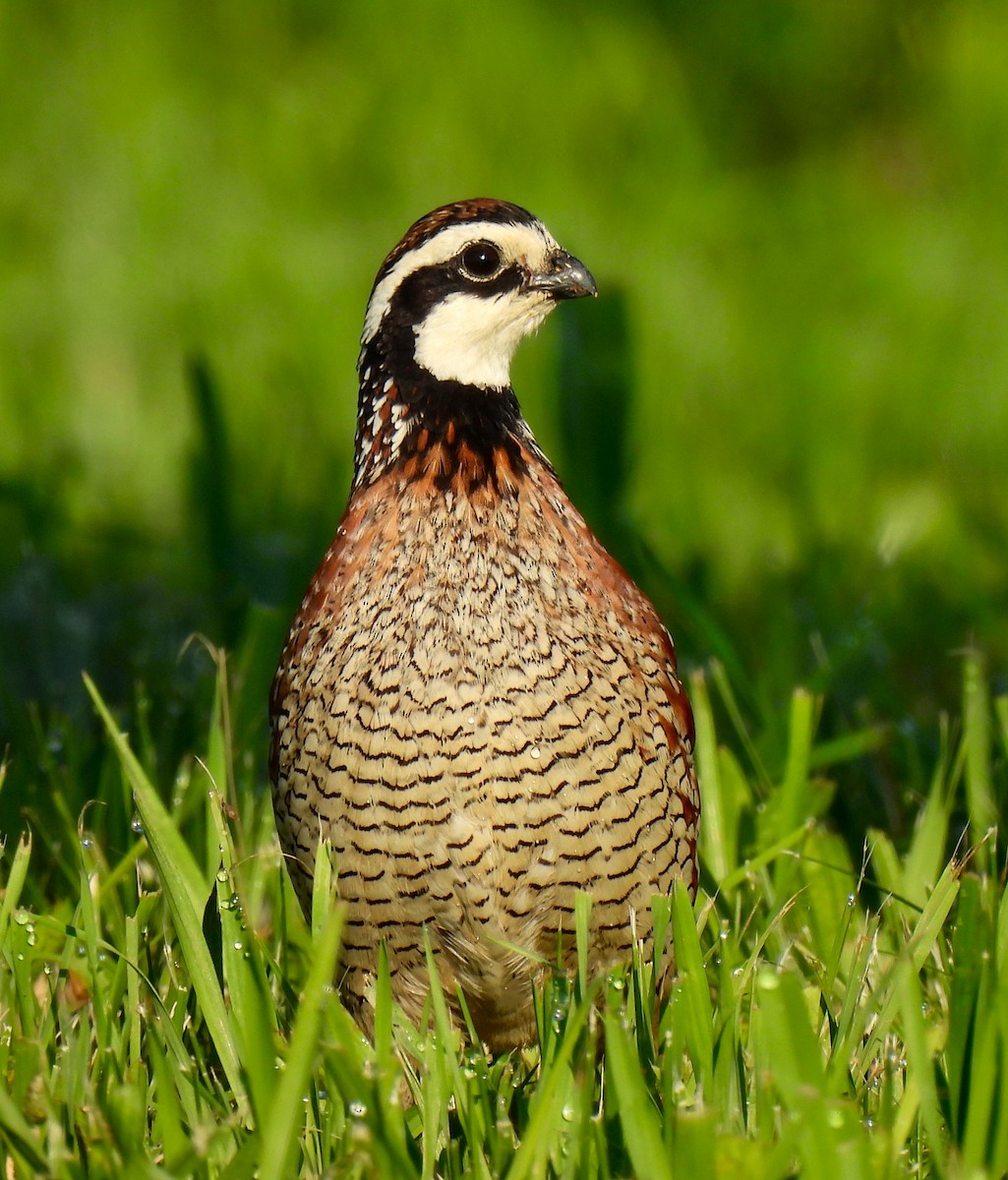 Northern Bobwhite - Fred Fahmy