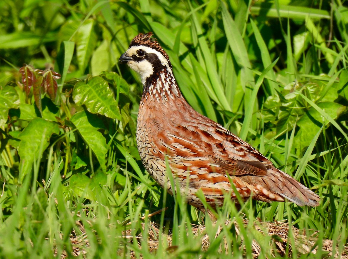 Northern Bobwhite - Fred Fahmy