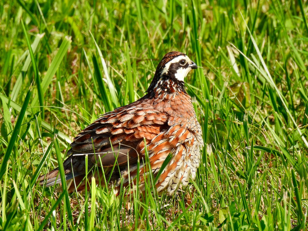 Northern Bobwhite - ML619445275