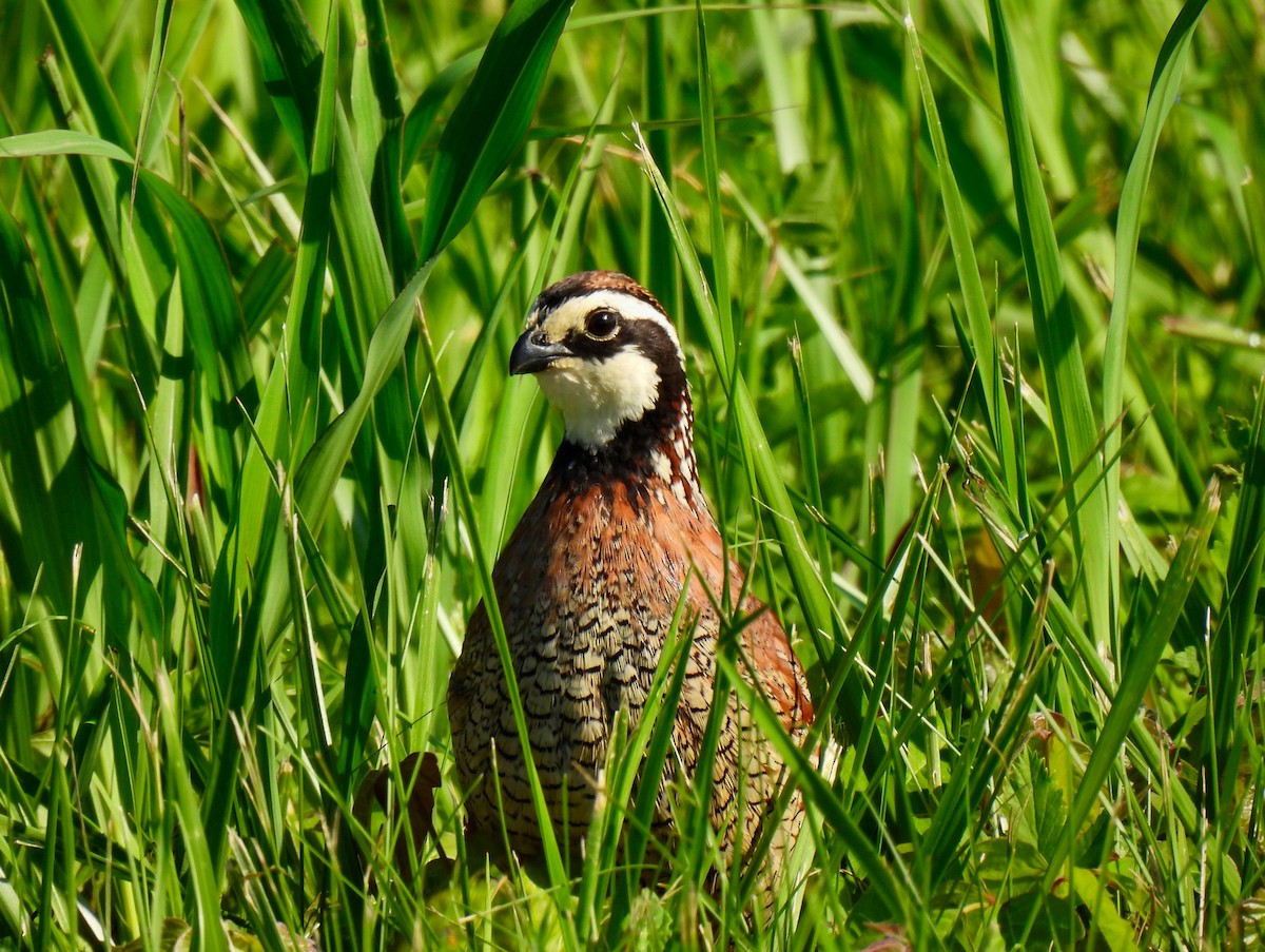 Northern Bobwhite - ML619445277