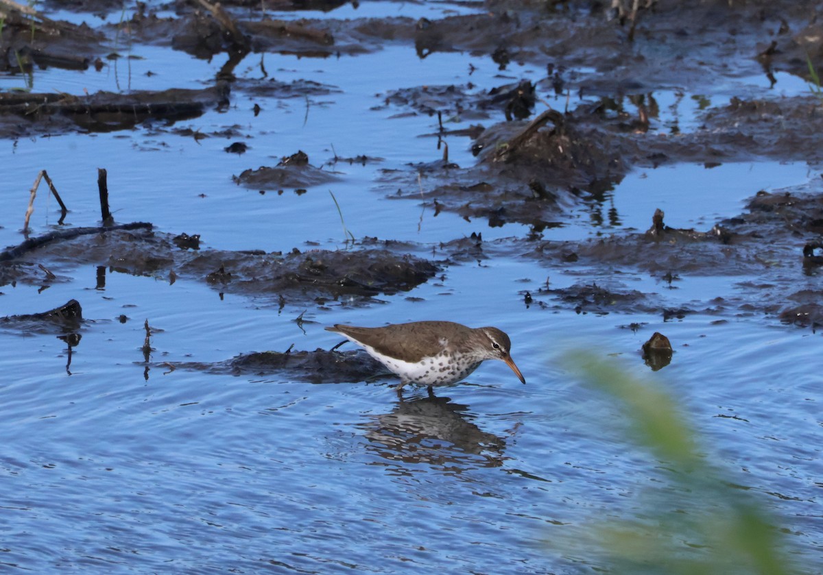 Spotted Sandpiper - Santo A. Locasto