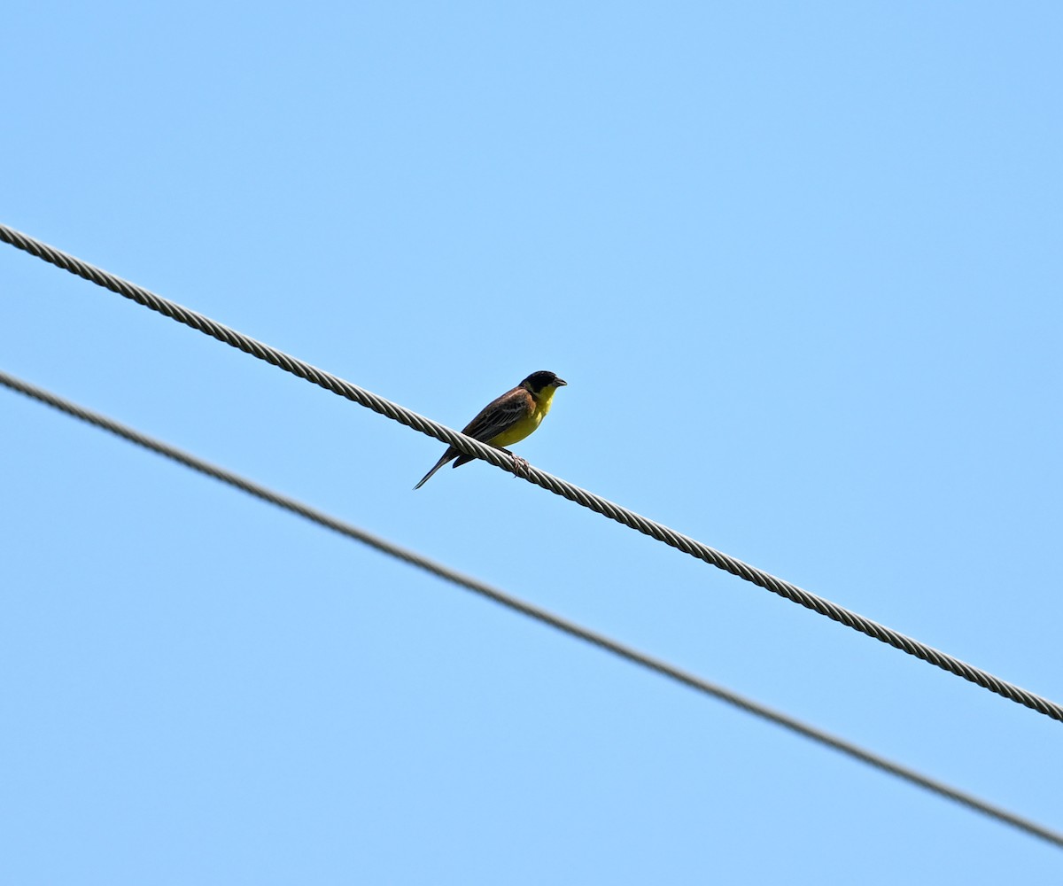 Black-headed Bunting - David Darrell-Lambert