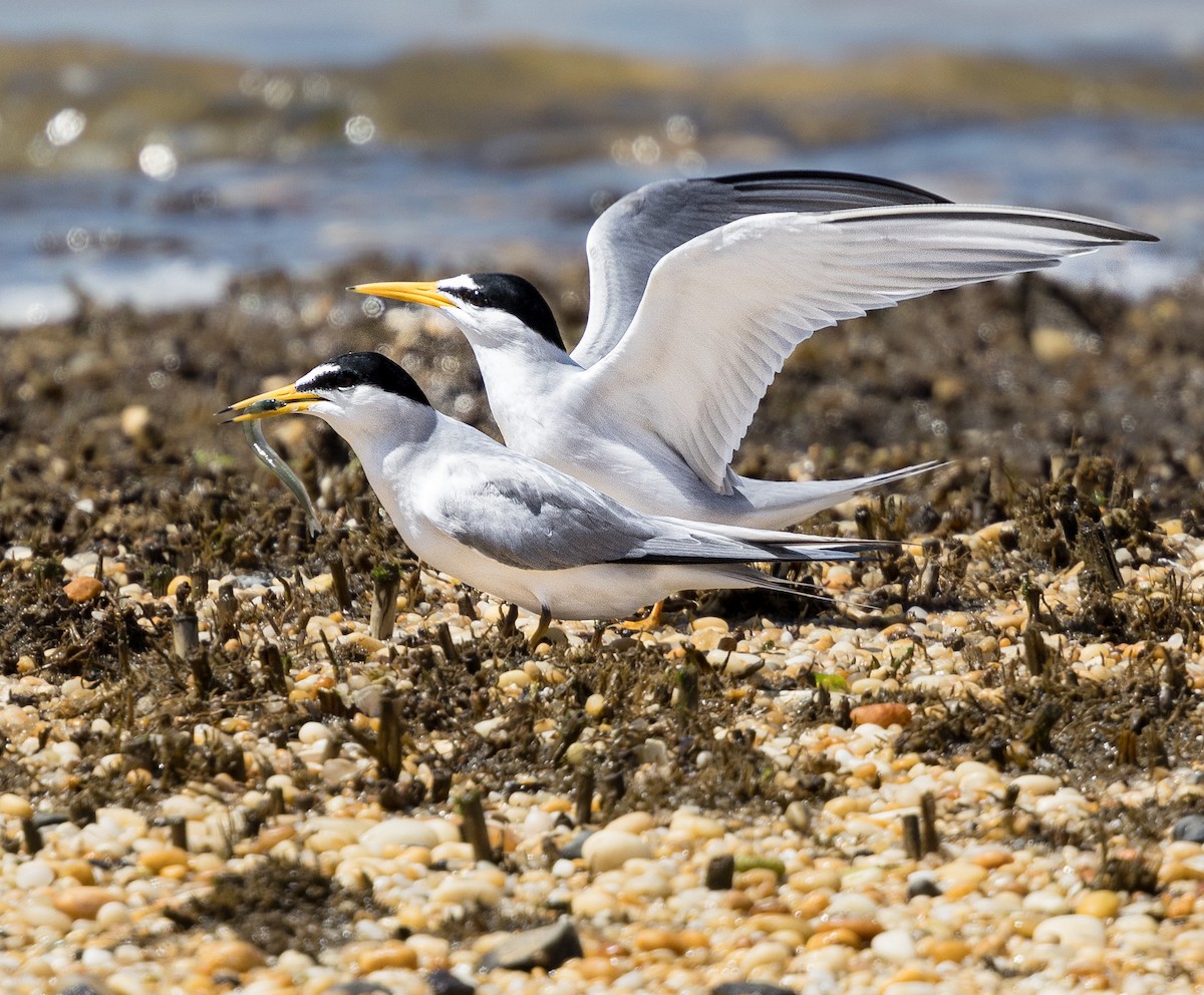 Least Tern - Kim  Garrison