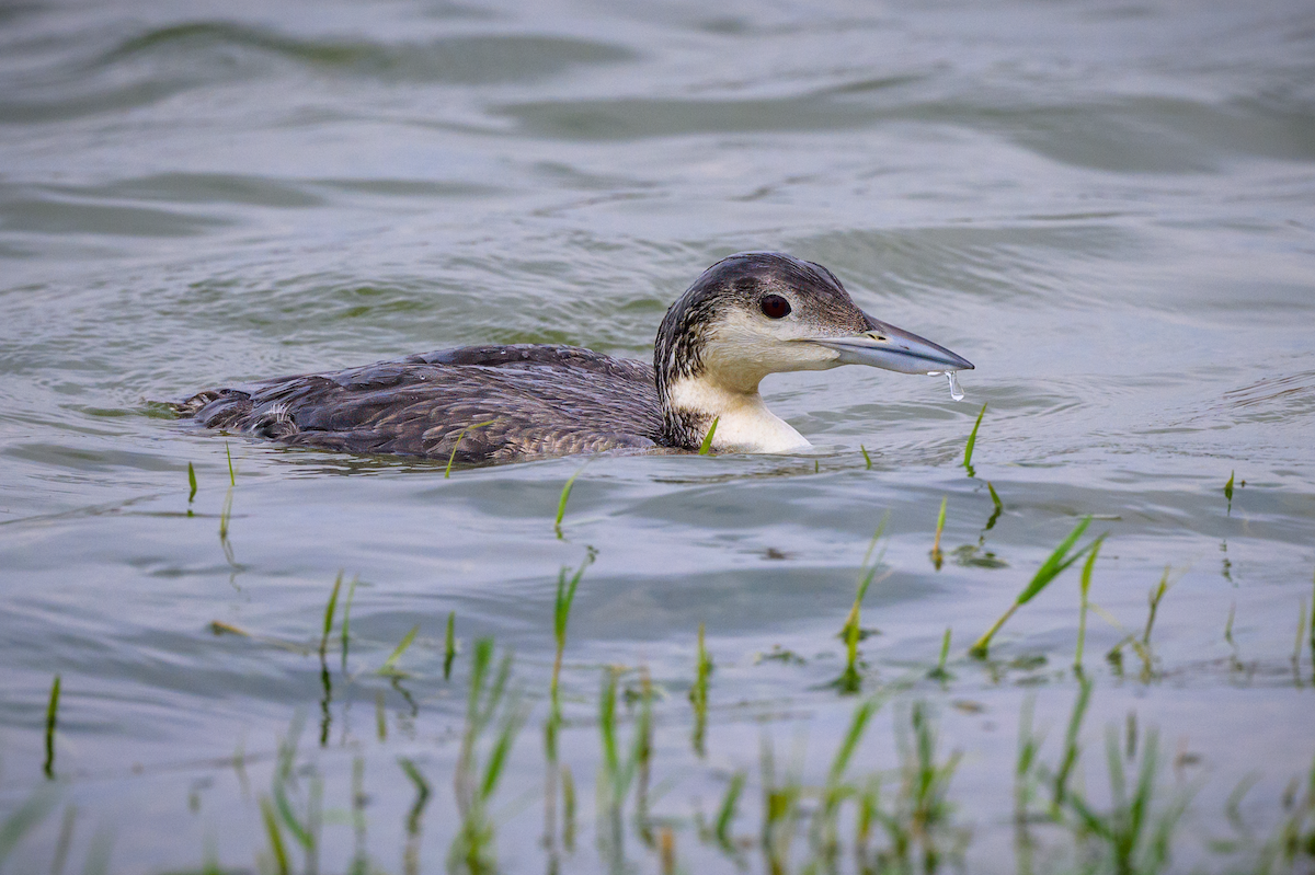 Common Loon - Frank Farese