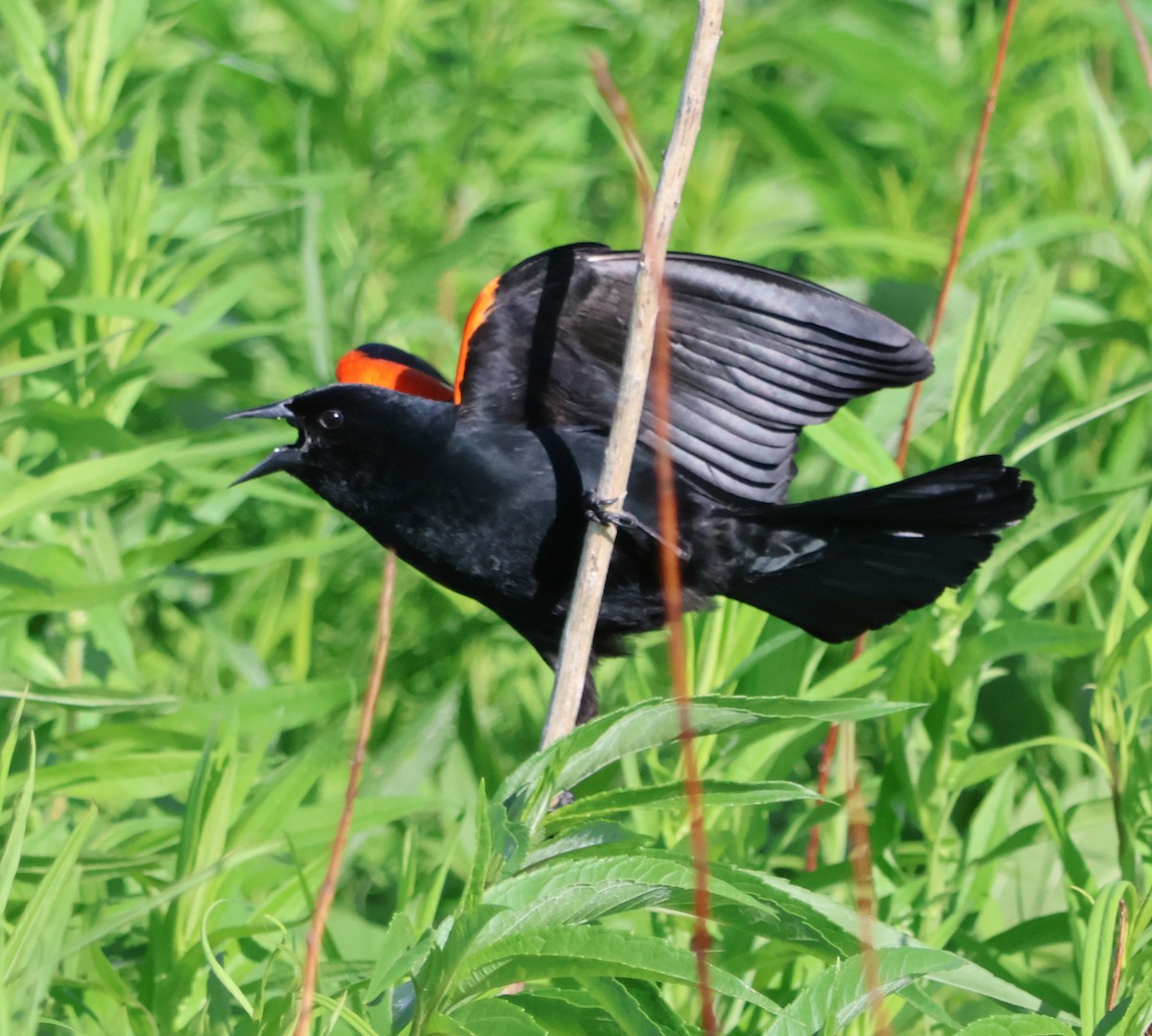 Red-winged Blackbird - Santo A. Locasto