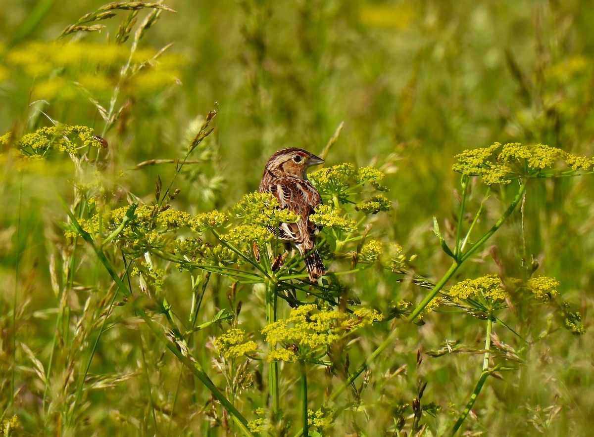 Grasshopper Sparrow - Fred Fahmy