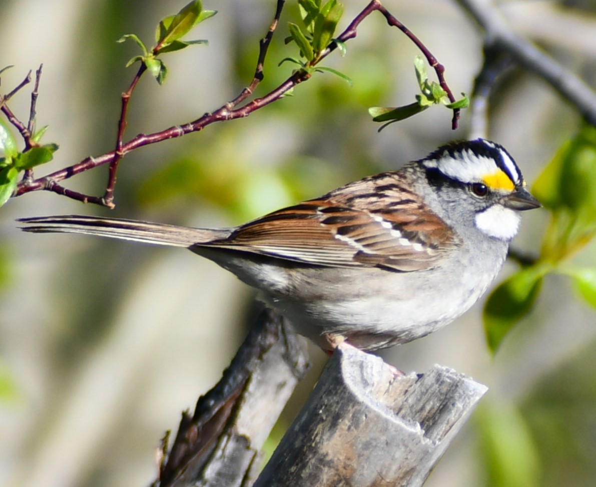 White-throated Sparrow - ML619445307