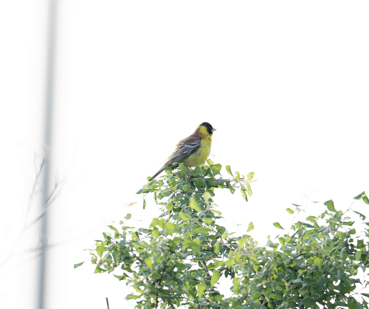 Black-headed Bunting - David Darrell-Lambert