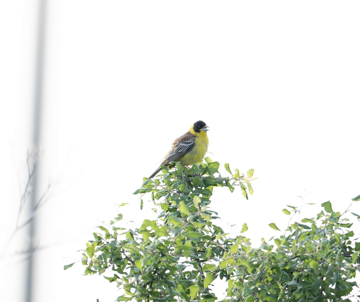 Black-headed Bunting - David Darrell-Lambert