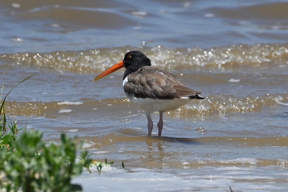 American Oystercatcher - Jim Highberger