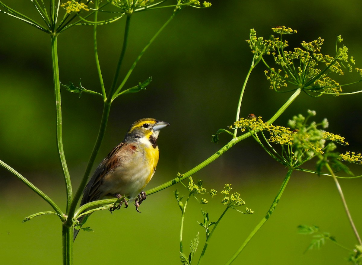 Dickcissel - Fred Fahmy