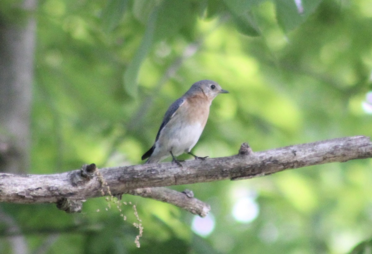 Eastern Bluebird - kim nordquest