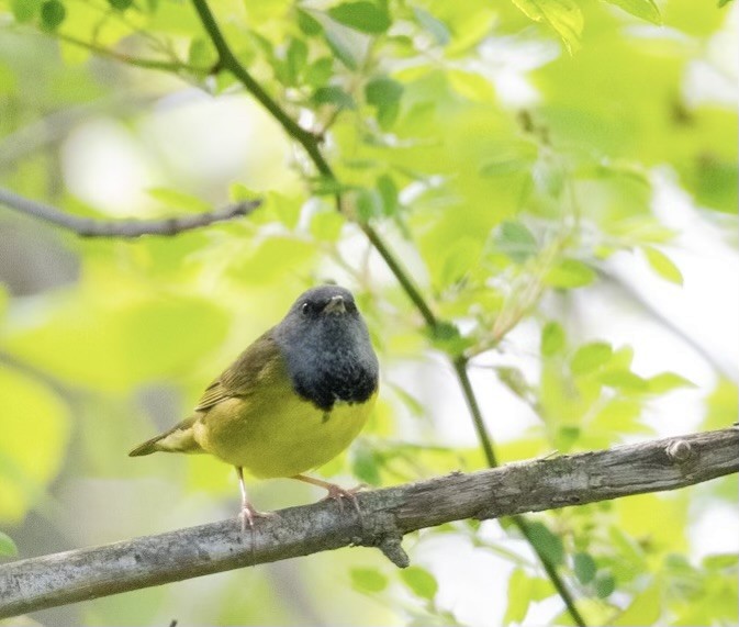 Mourning Warbler - Charlotte Pavelka & Doug Reitz