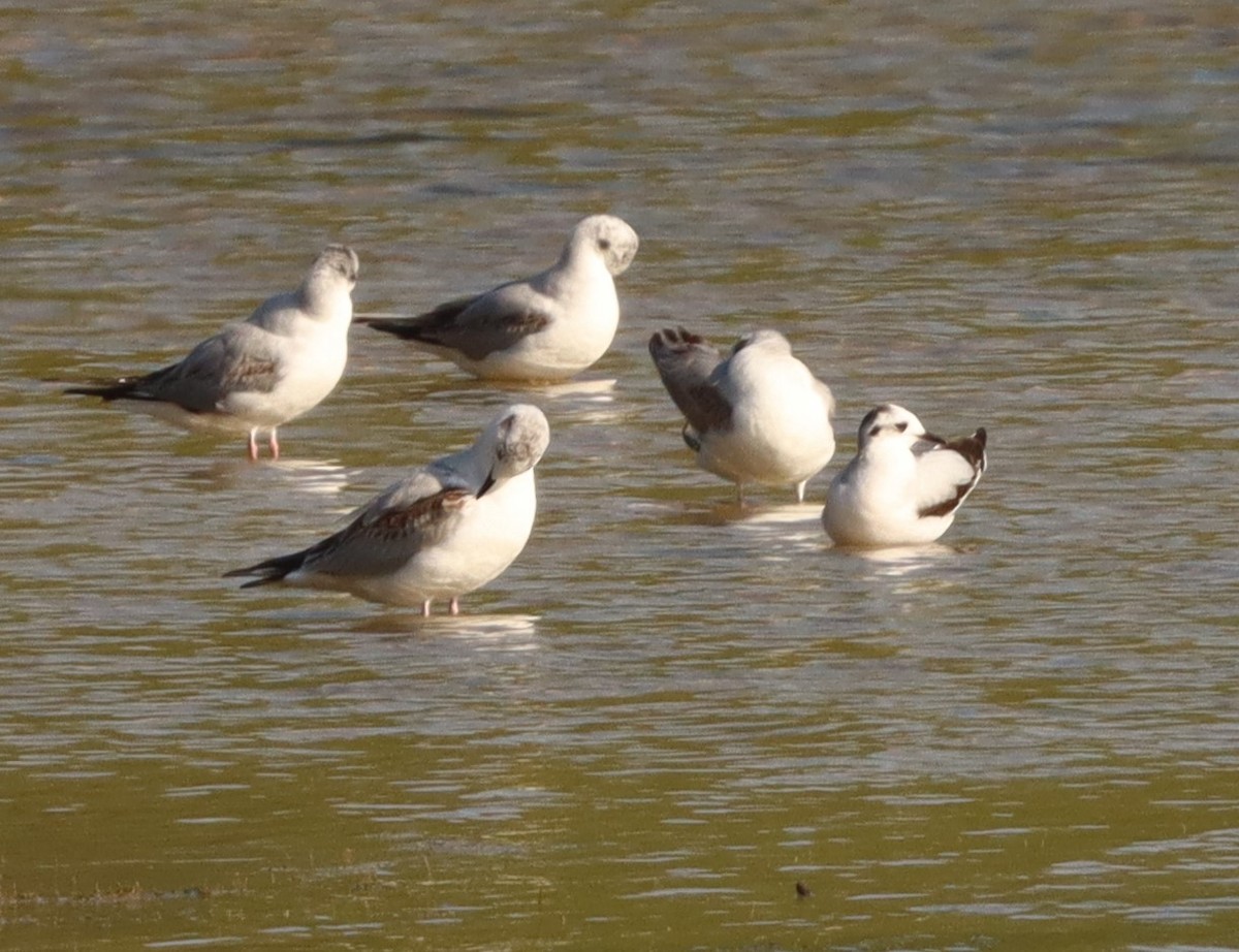 Little Gull - Kim Leedom