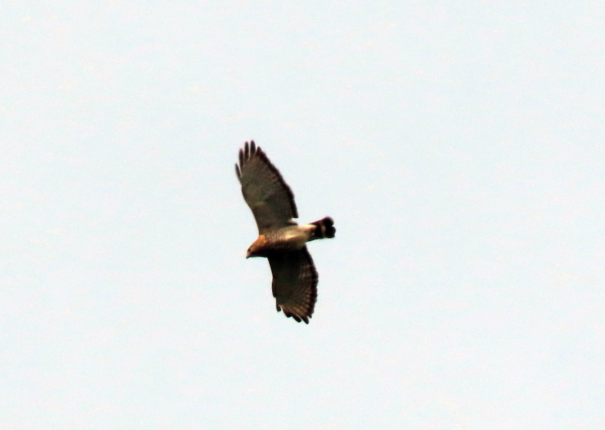 Broad-winged Hawk - Patricia Lalonde