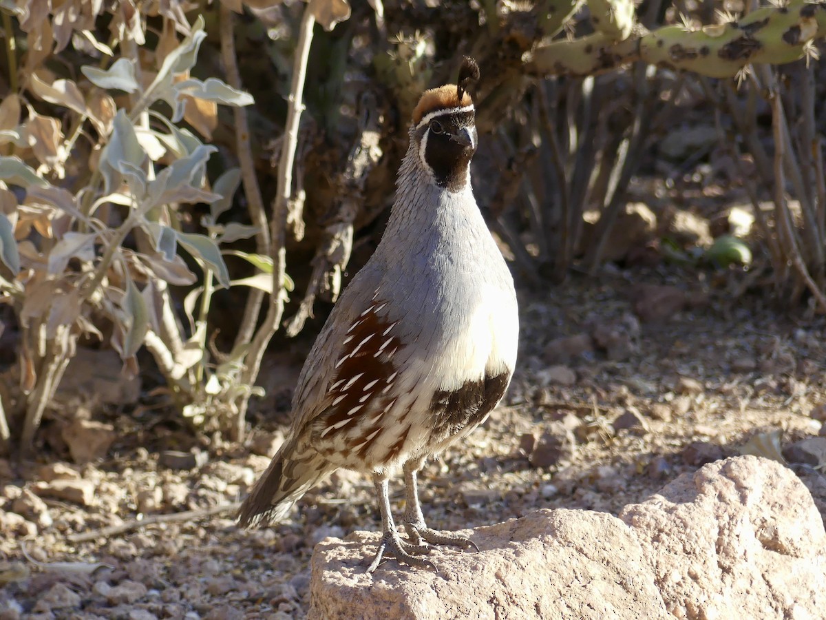 Gambel's Quail - Dennis Wolter