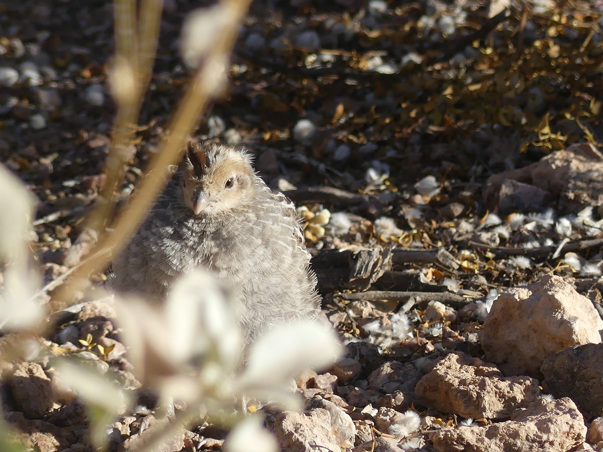 Gambel's Quail - Dennis Wolter