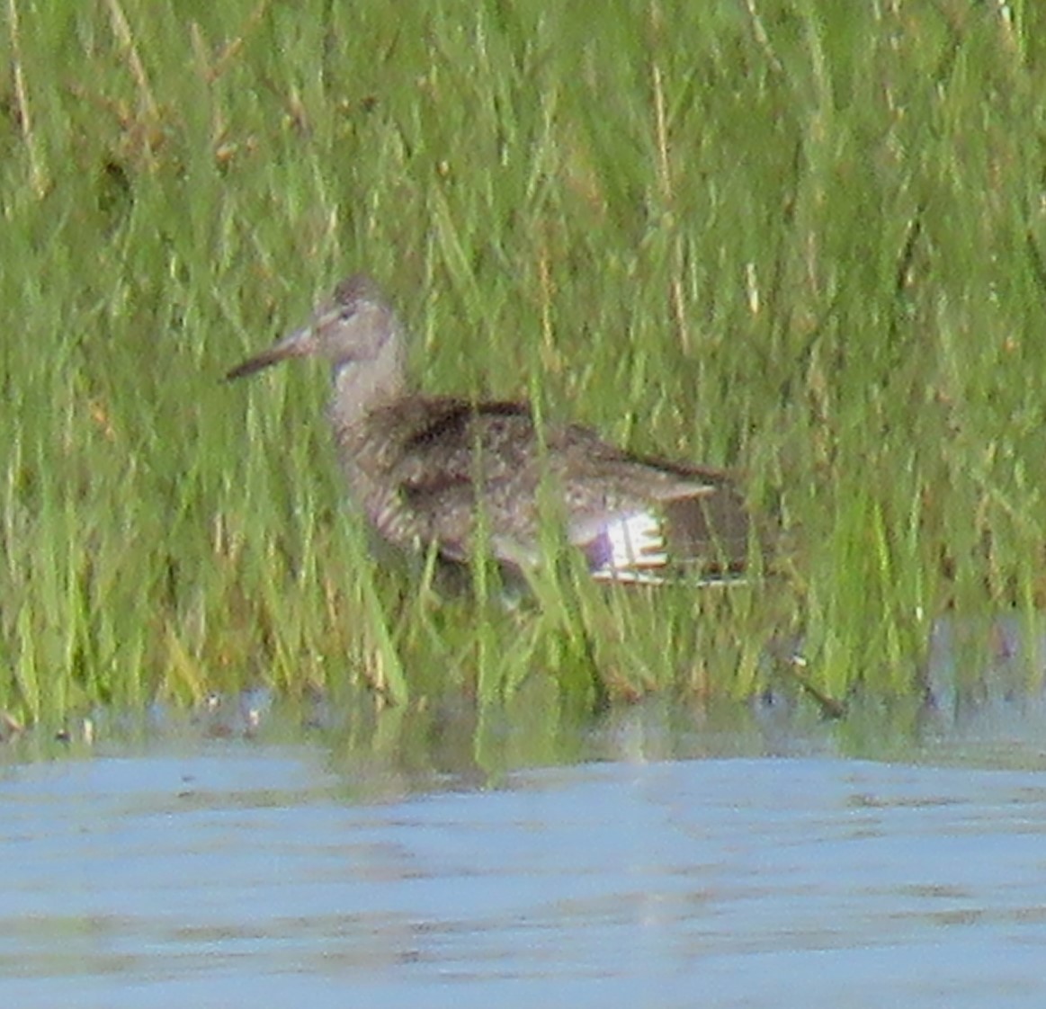 Willet - Roger Debenham