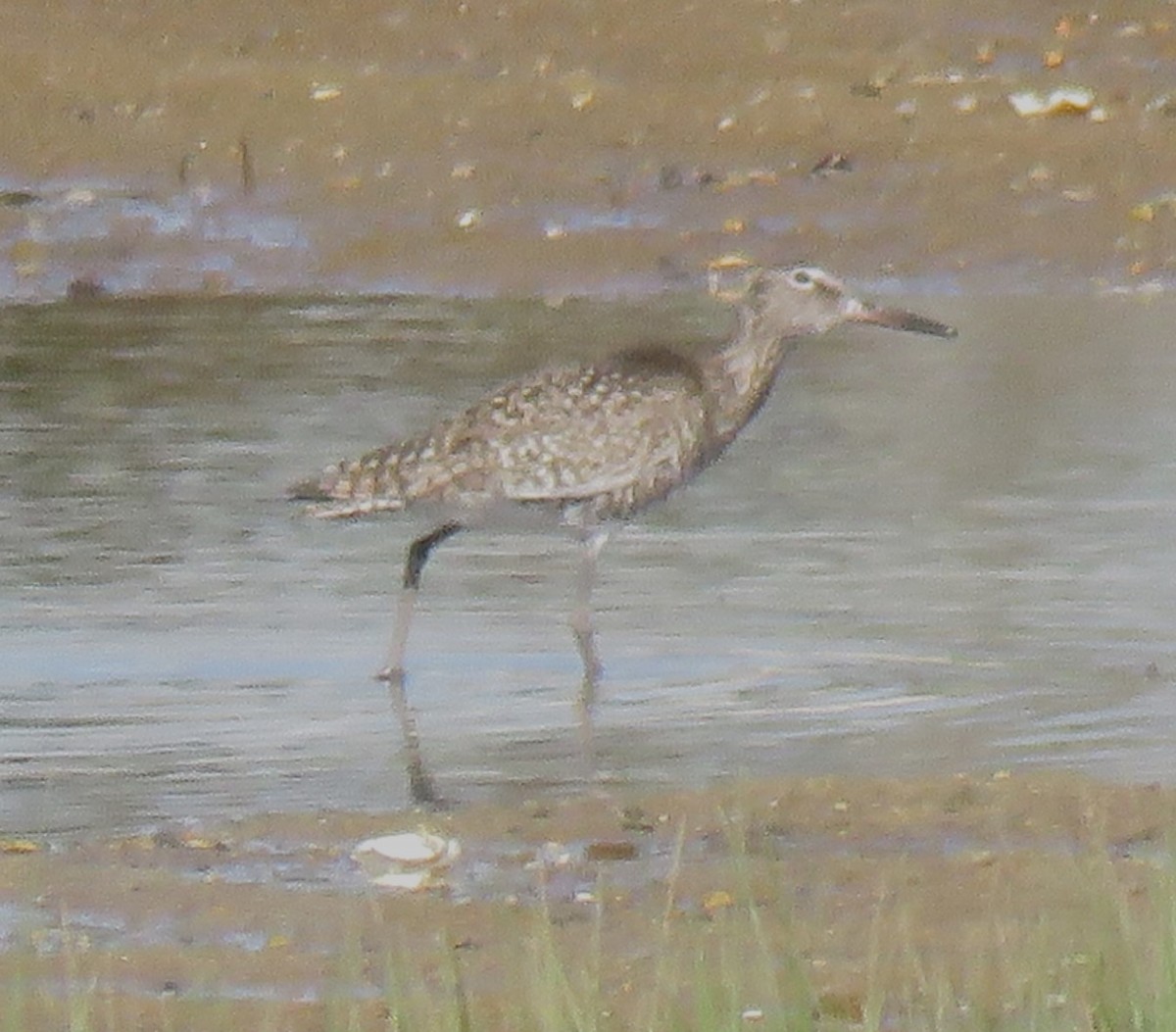 Willet - ML619445371