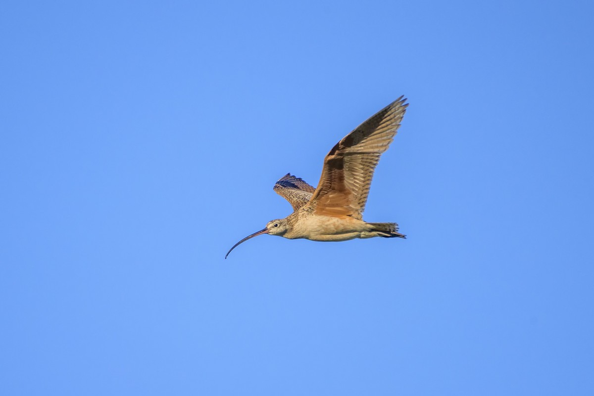 Long-billed Curlew - Anatoly Tokar