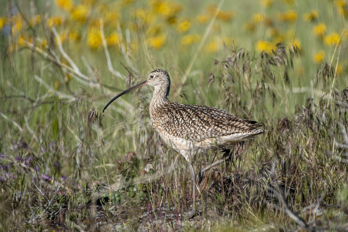 Long-billed Curlew - Anatoly Tokar
