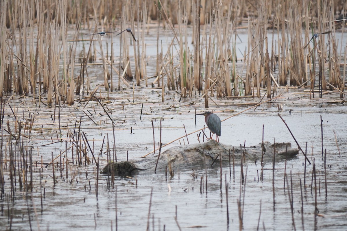 Green Heron - André Dionne