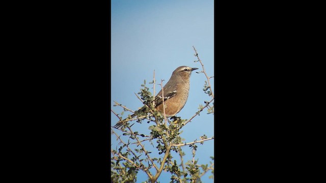 Patagonienspottdrossel - ML619445381