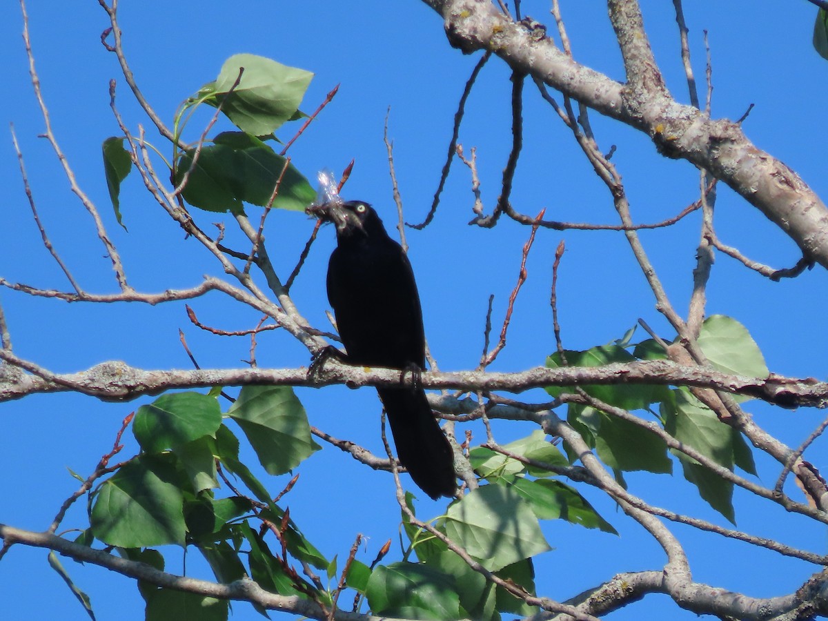 Common Grackle - David and Regan Goodyear