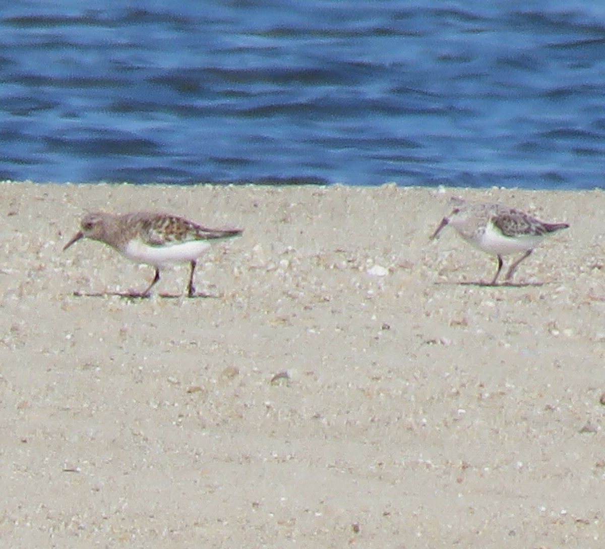 Bécasseau sanderling - ML619445389