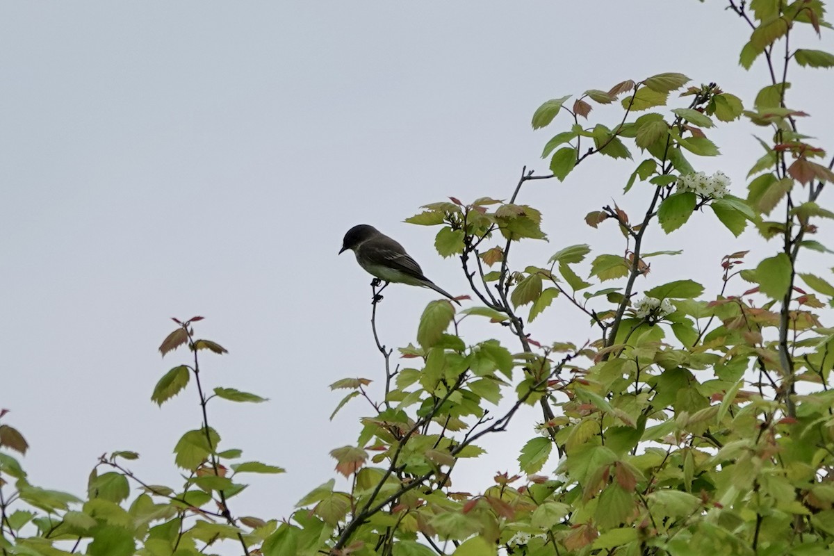 Eastern Phoebe - Marilyn Ohler