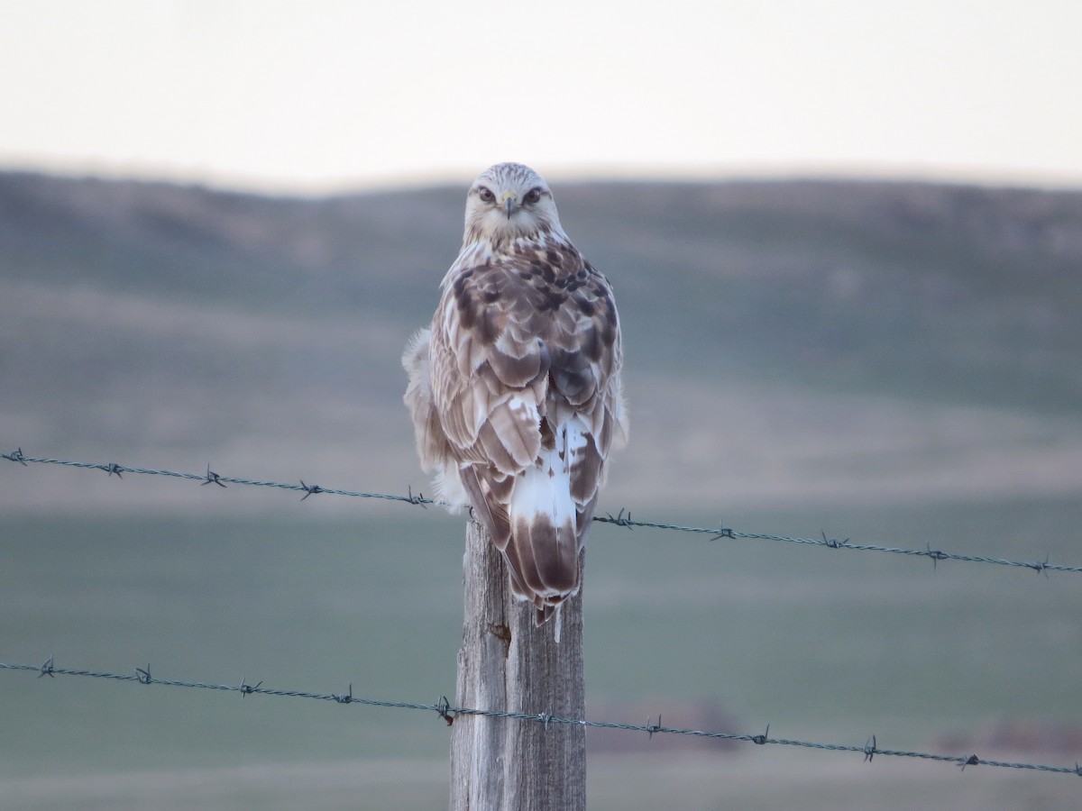 Rough-legged Hawk - Michael David