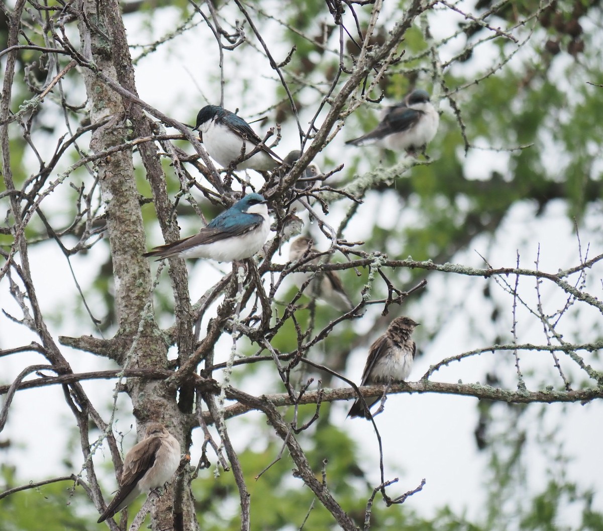 Tree Swallow - André Dionne