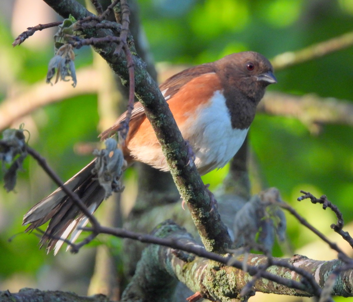 Eastern Towhee - Ethan Beasley