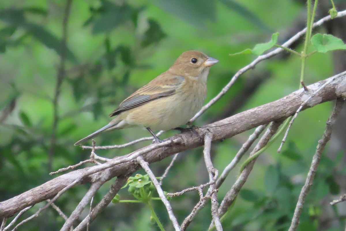 Indigo Bunting - David Brinkman