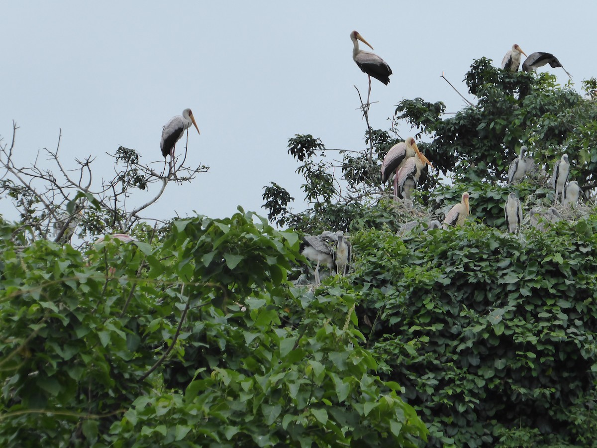 Yellow-billed Stork - Meli Gee