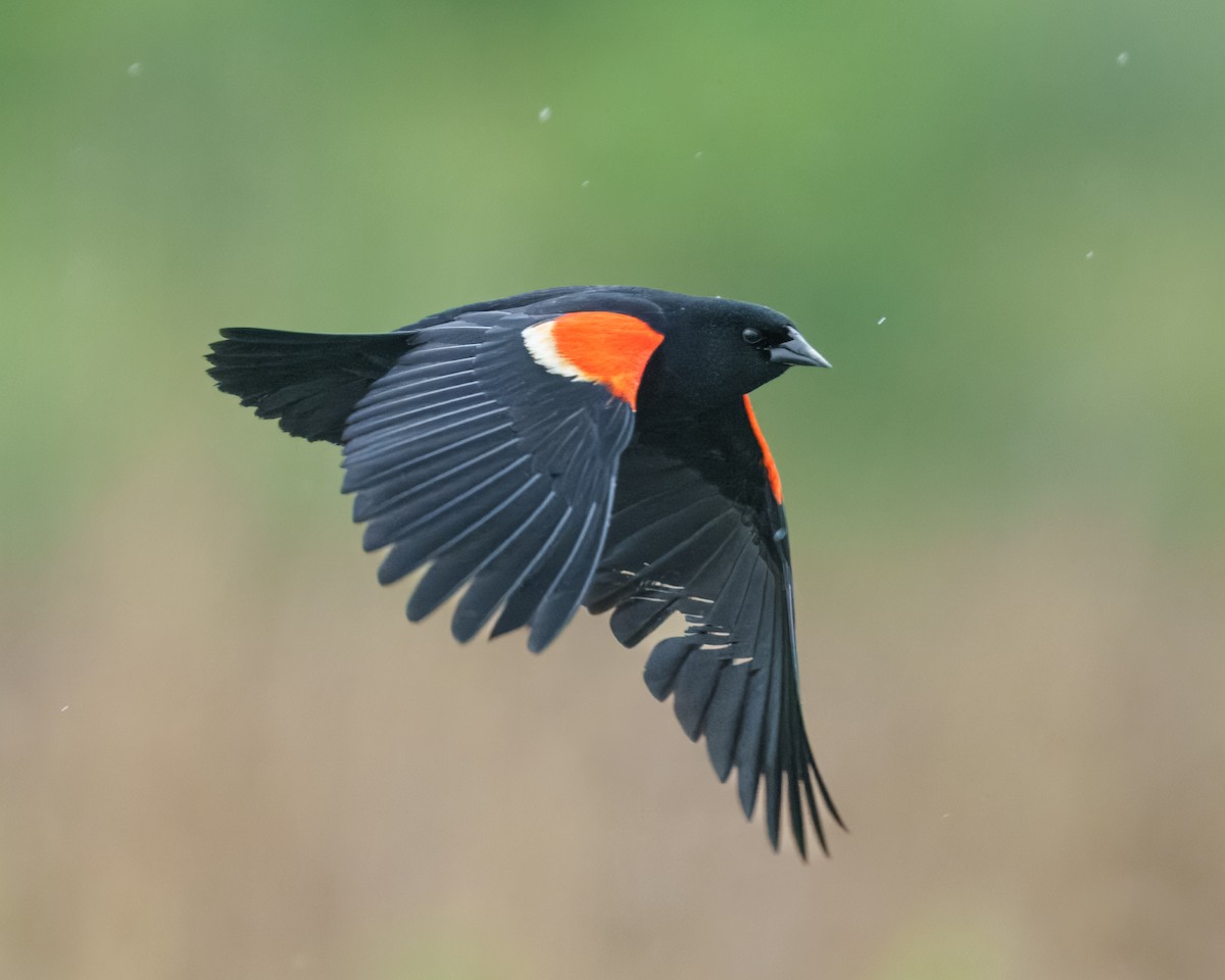 Red-winged Blackbird - Susan Logan Ward