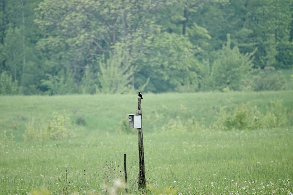 Bobolink - Marilyn Ohler