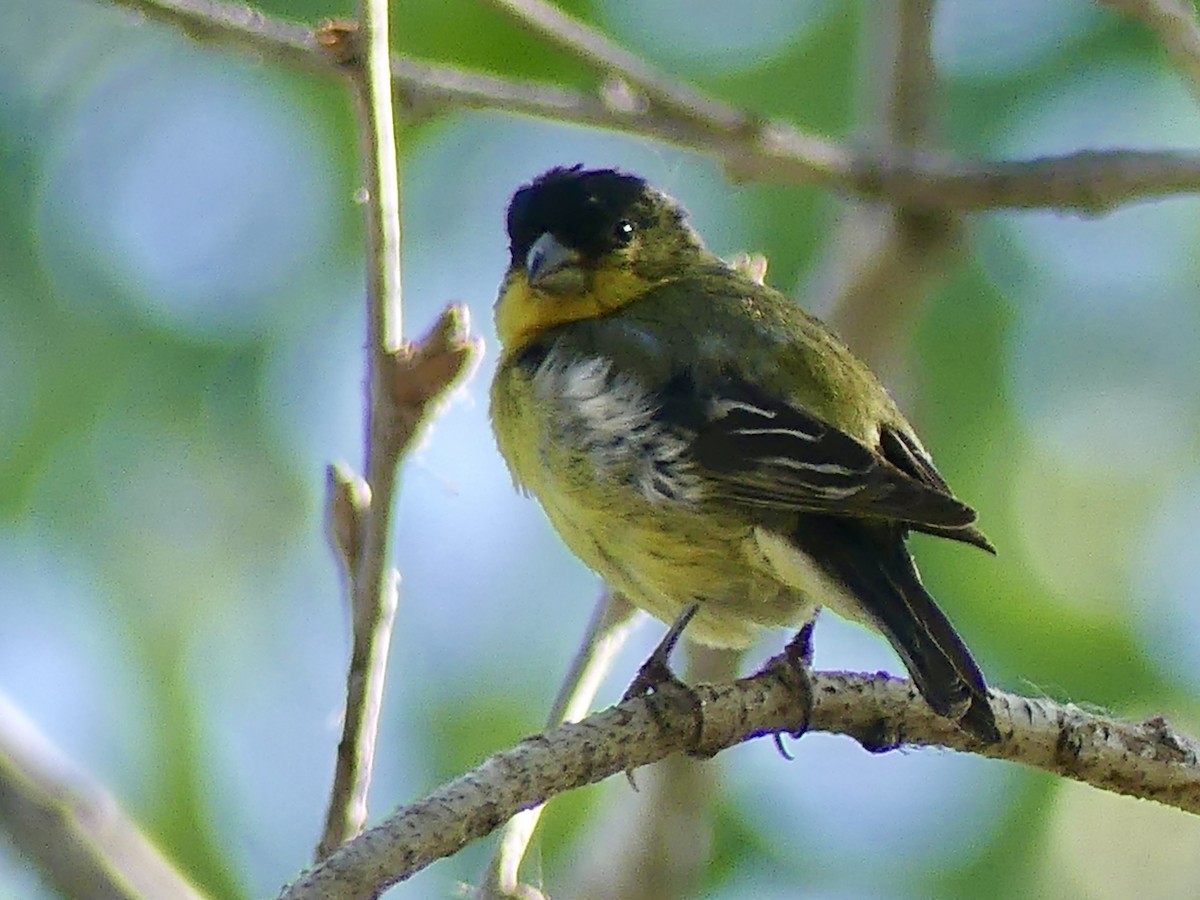 Lesser Goldfinch - Dennis Wolter