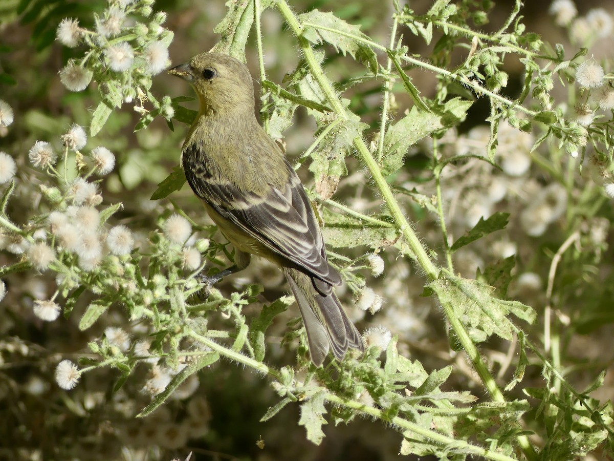 Lesser Goldfinch - Dennis Wolter