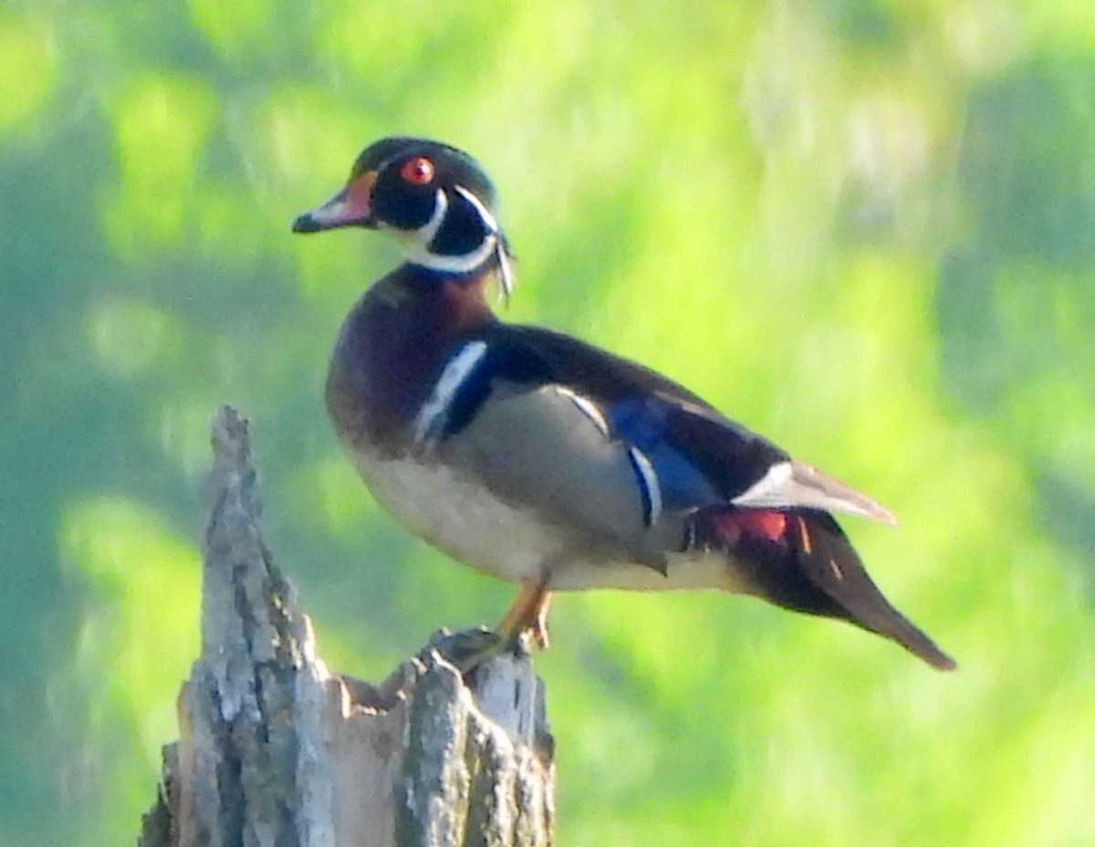 Wood Duck - Ethan Beasley